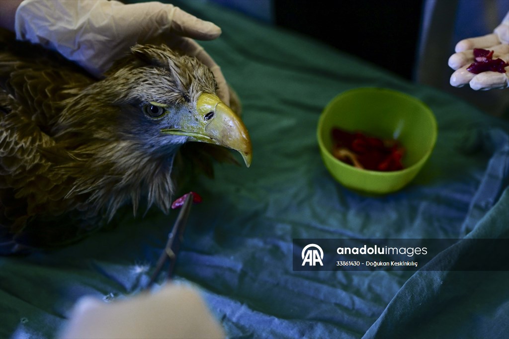 Bitkin halde bulunan nesli tehlike altındaki ak kuyruklu kartal tedaviye alındı