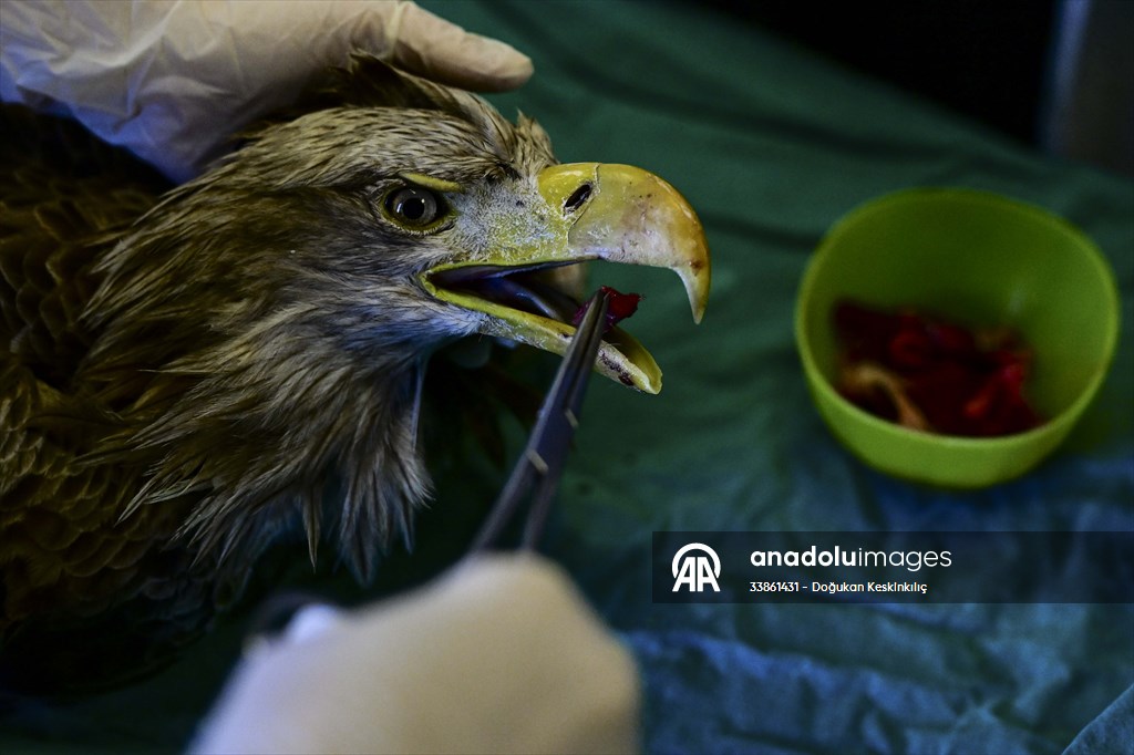 Bitkin halde bulunan nesli tehlike altındaki ak kuyruklu kartal tedaviye alındı