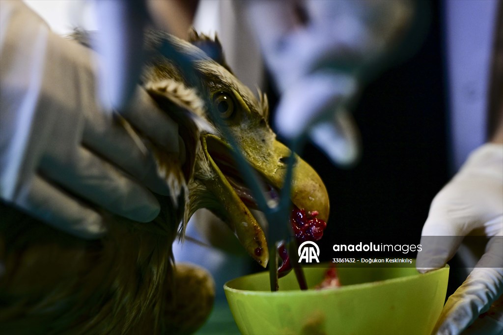 Bitkin halde bulunan nesli tehlike altındaki ak kuyruklu kartal tedaviye alındı