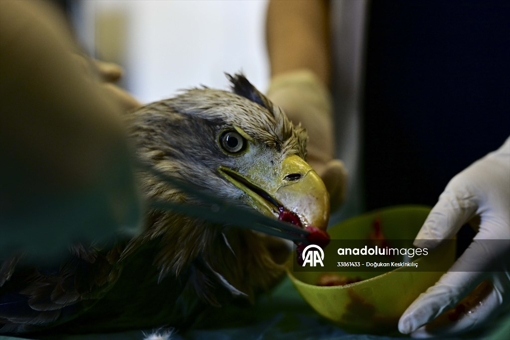 Bitkin halde bulunan nesli tehlike altındaki ak kuyruklu kartal tedaviye alındı