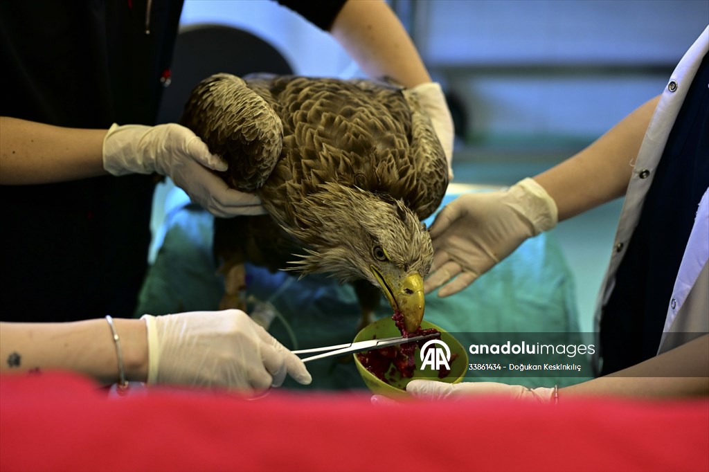 Bitkin halde bulunan nesli tehlike altındaki ak kuyruklu kartal tedaviye alındı