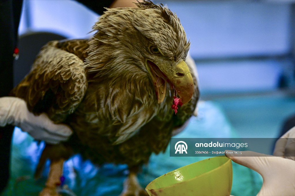 Bitkin halde bulunan nesli tehlike altındaki ak kuyruklu kartal tedaviye alındı