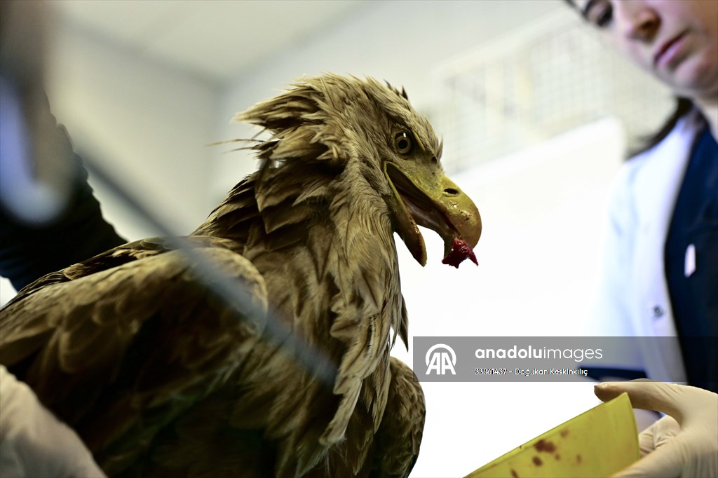 Bitkin halde bulunan nesli tehlike altındaki ak kuyruklu kartal tedaviye alındı