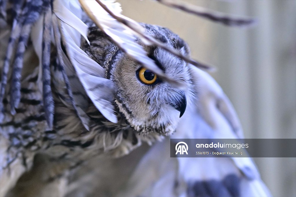 Ankara Üniversitesi Veteriner Fakültesi Hayvan Hastanesi