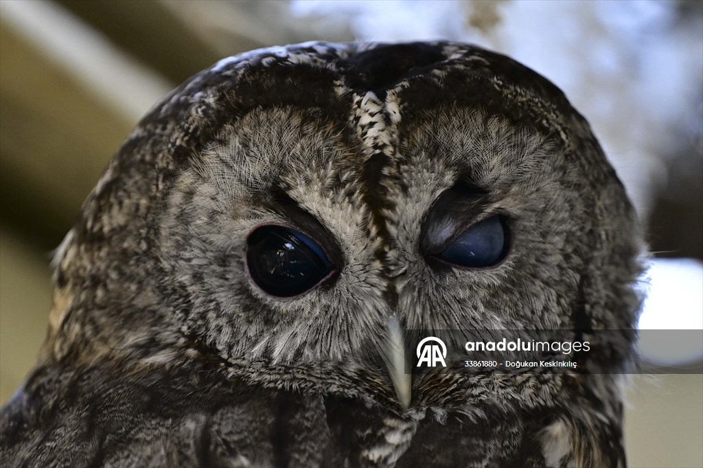 Ankara Üniversitesi Veteriner Fakültesi Hayvan Hastanesi