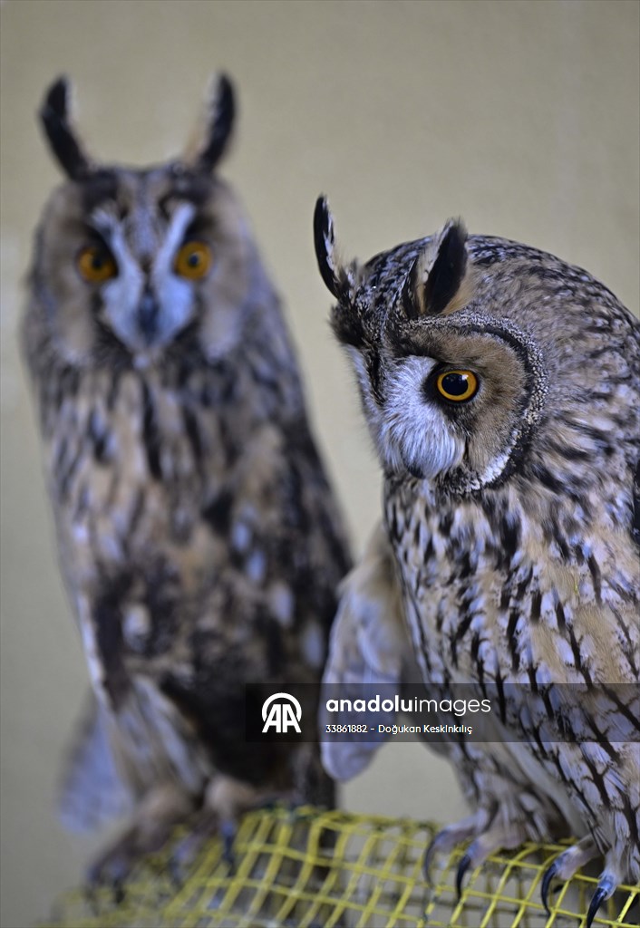 Ankara Üniversitesi Veteriner Fakültesi Hayvan Hastanesi