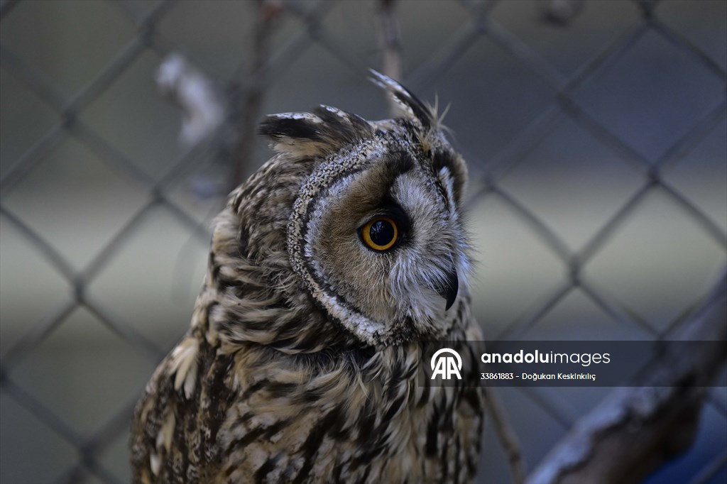 Ankara Üniversitesi Veteriner Fakültesi Hayvan Hastanesi