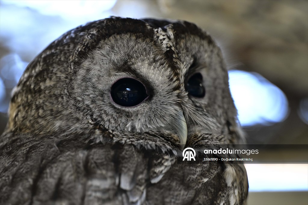 Ankara Üniversitesi Veteriner Fakültesi Hayvan Hastanesi