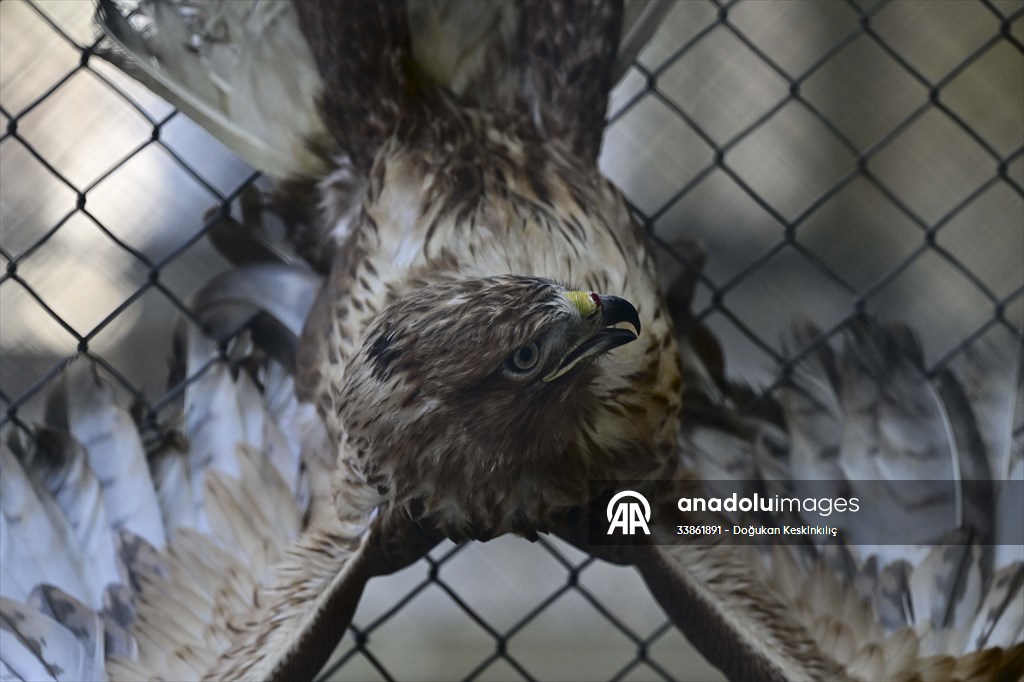 Ankara Üniversitesi Veteriner Fakültesi Hayvan Hastanesi