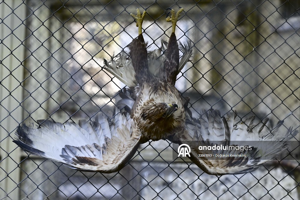 Ankara Üniversitesi Veteriner Fakültesi Hayvan Hastanesi
