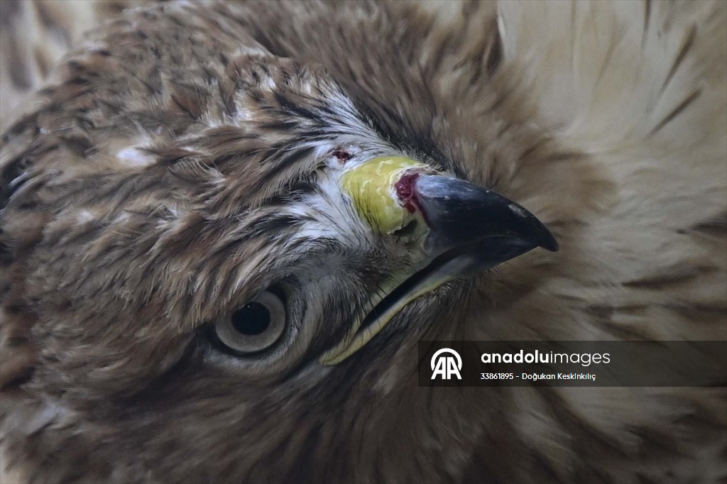 Ankara Üniversitesi Veteriner Fakültesi Hayvan Hastanesi