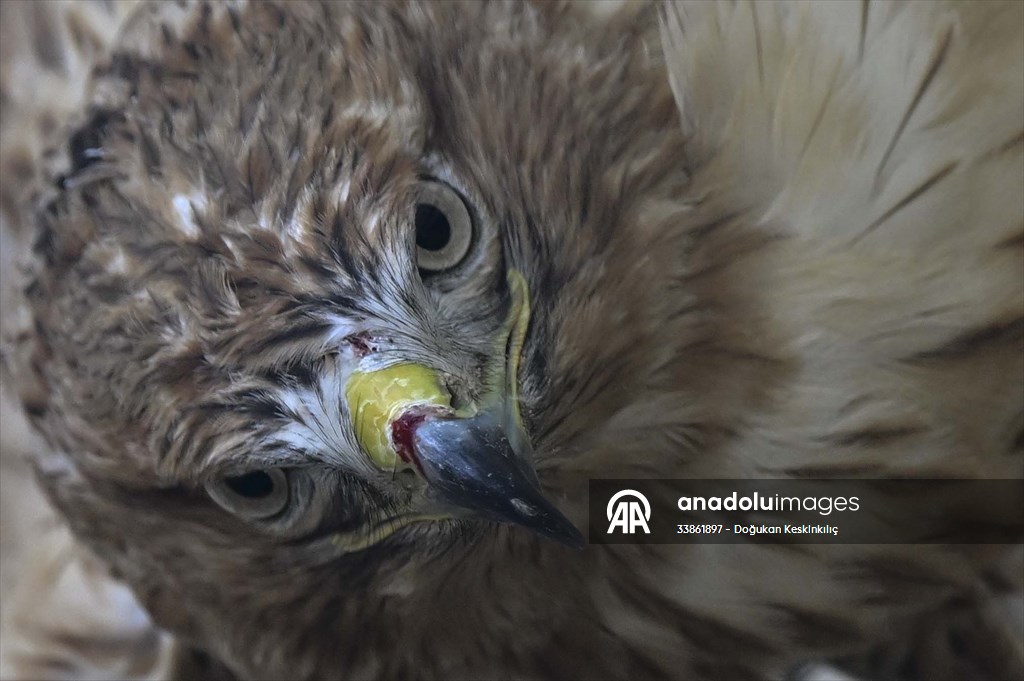 Ankara Üniversitesi Veteriner Fakültesi Hayvan Hastanesi