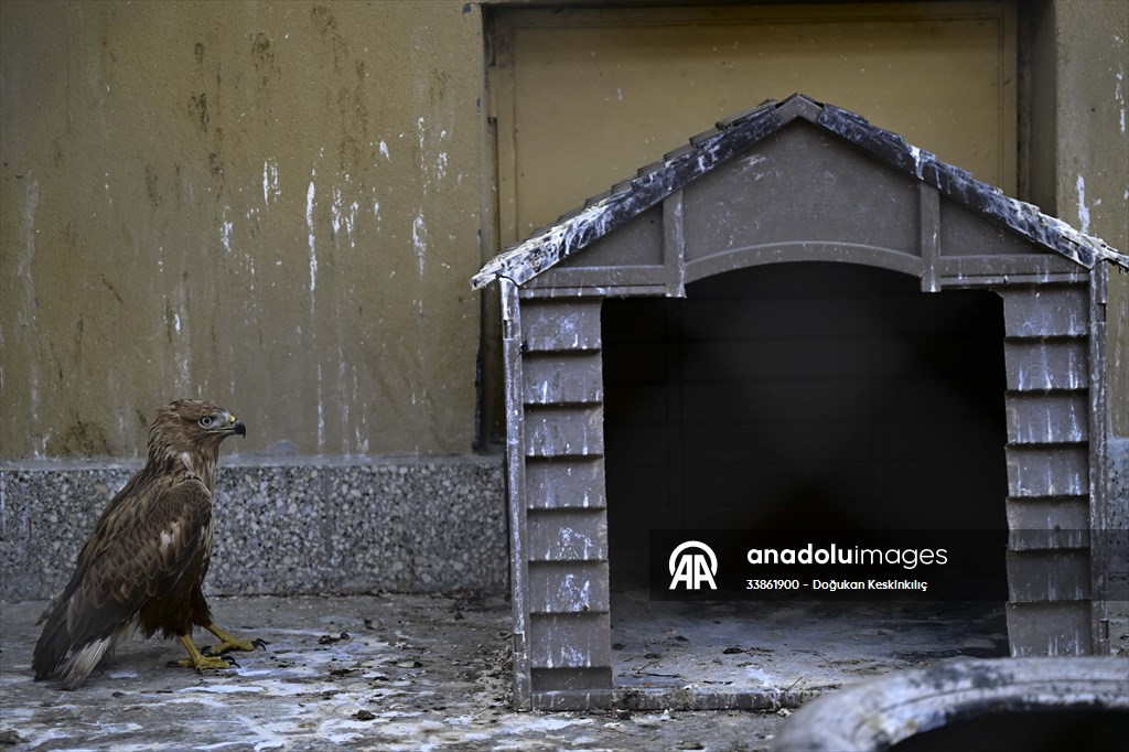 Ankara Üniversitesi Veteriner Fakültesi Hayvan Hastanesi