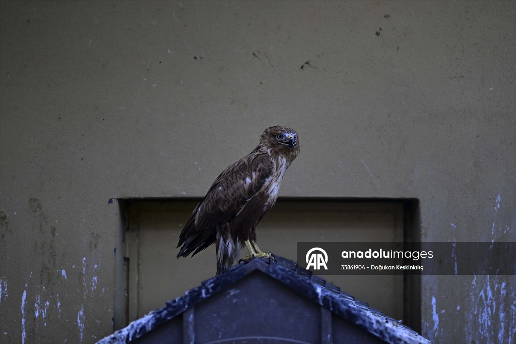 Ankara Üniversitesi Veteriner Fakültesi Hayvan Hastanesi