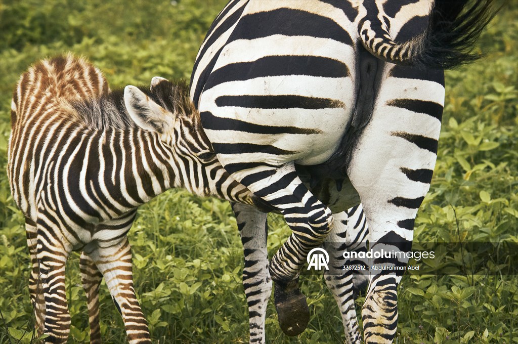 World Wildlife Day in Tanzania