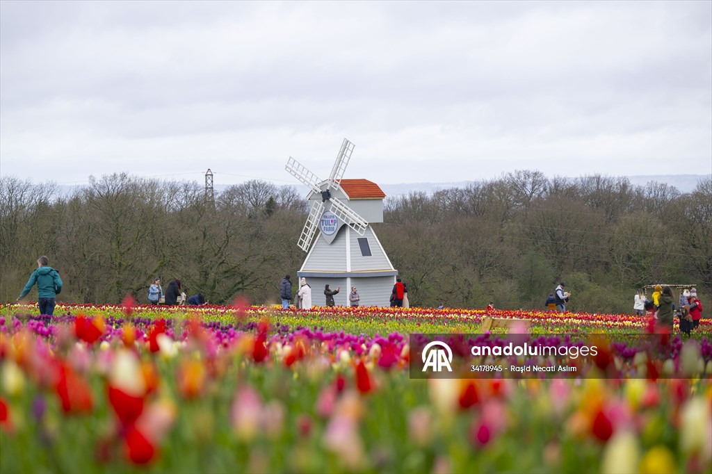 Tulleys Tulip Fest in United Kingdom