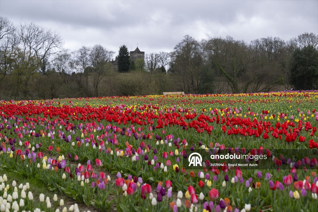 Tulleys Tulip Fest in United Kingdom