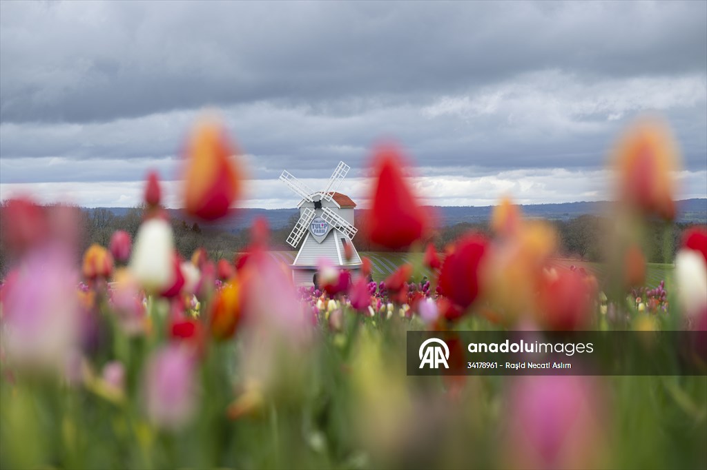 Tulleys Tulip Fest in United Kingdom