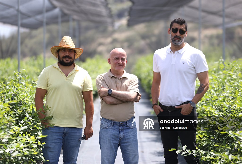 Maviyemişin 'kültür elçisi' profesör, 24 yılda üretimi şehir şehir yaydı