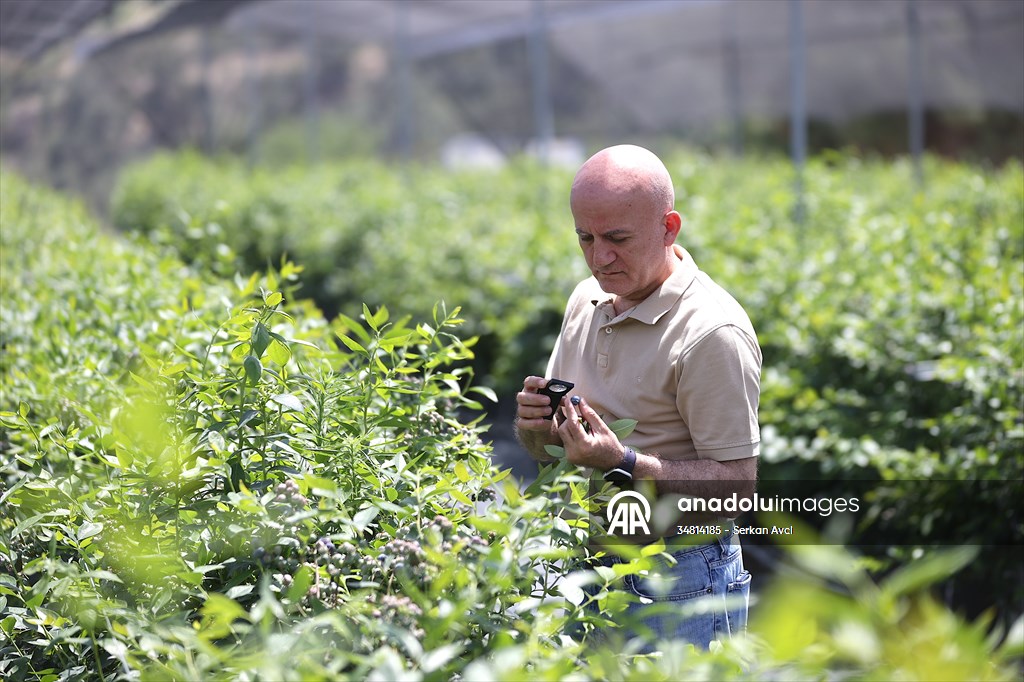 Maviyemişin 'kültür elçisi' profesör, 24 yılda üretimi şehir şehir yaydı