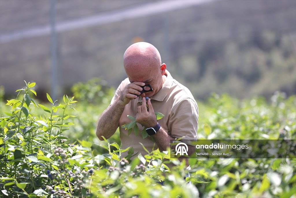 Maviyemişin 'kültür elçisi' profesör, 24 yılda üretimi şehir şehir yaydı