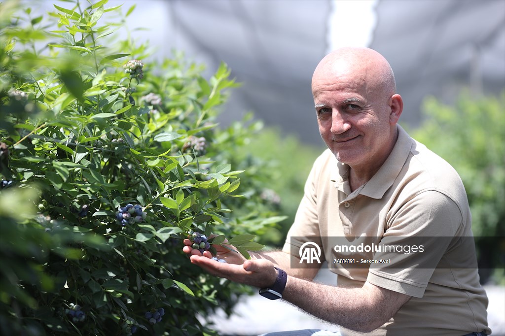 Maviyemişin 'kültür elçisi' profesör, 24 yılda üretimi şehir şehir yaydı