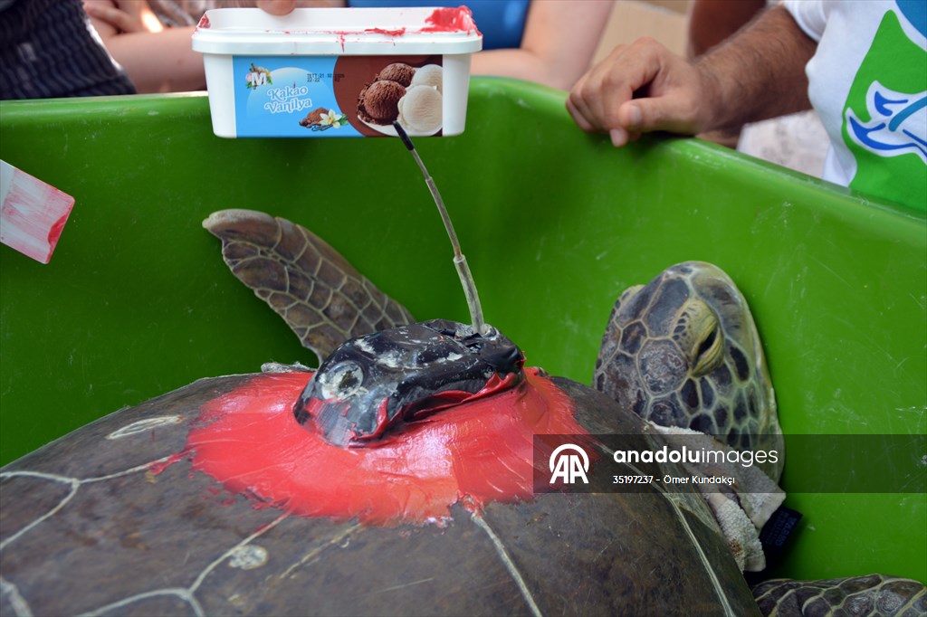 Muğla'da tedavileri tamamlanan 4 deniz kaplumbağası denize salındı