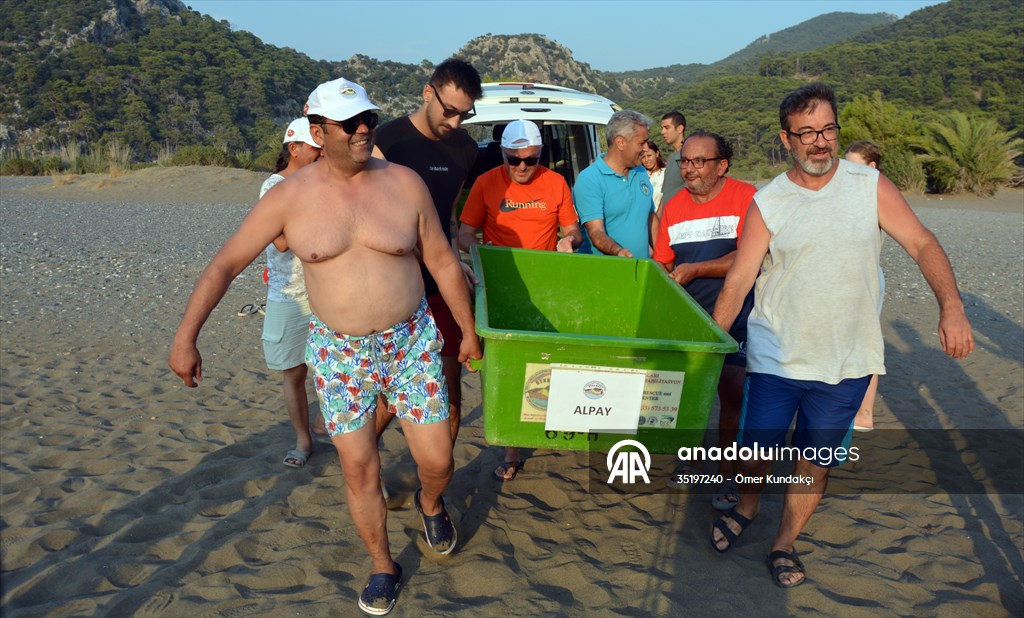 Muğla'da tedavileri tamamlanan 4 deniz kaplumbağası denize salındı