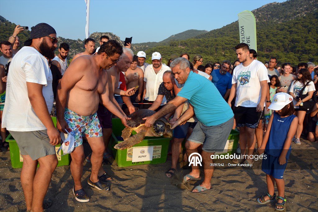 Muğla'da tedavileri tamamlanan 4 deniz kaplumbağası denize salındı