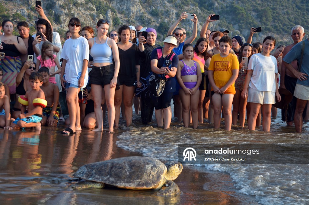 Muğla'da tedavileri tamamlanan 4 deniz kaplumbağası denize salındı