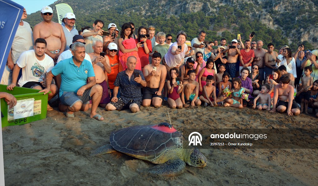 Muğla'da tedavileri tamamlanan 4 deniz kaplumbağası denize salındı