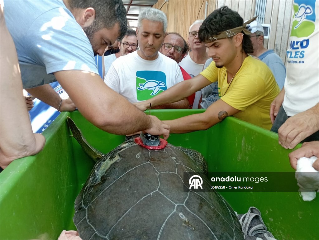 Muğla'da tedavileri tamamlanan 4 deniz kaplumbağası denize salındı