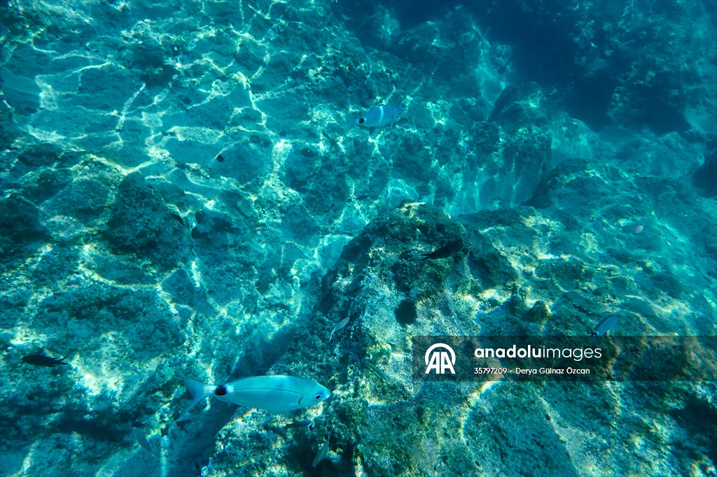 İklim krizi ve insan etkisiyle Kızıldeniz'den Akdeniz'e geçen türler doğa için tehdit