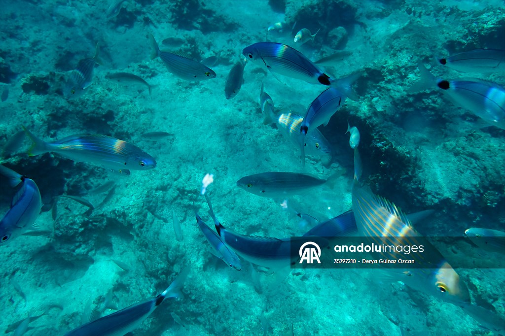 İklim krizi ve insan etkisiyle Kızıldeniz'den Akdeniz'e geçen türler doğa için tehdit