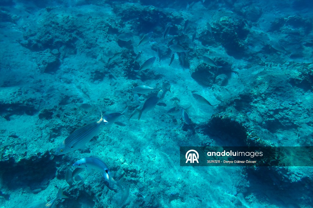 İklim krizi ve insan etkisiyle Kızıldeniz'den Akdeniz'e geçen türler doğa için tehdit