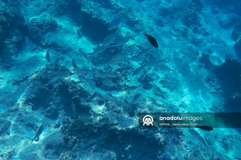 İklim krizi ve insan etkisiyle Kızıldeniz'den Akdeniz'e geçen türler doğa için tehdit