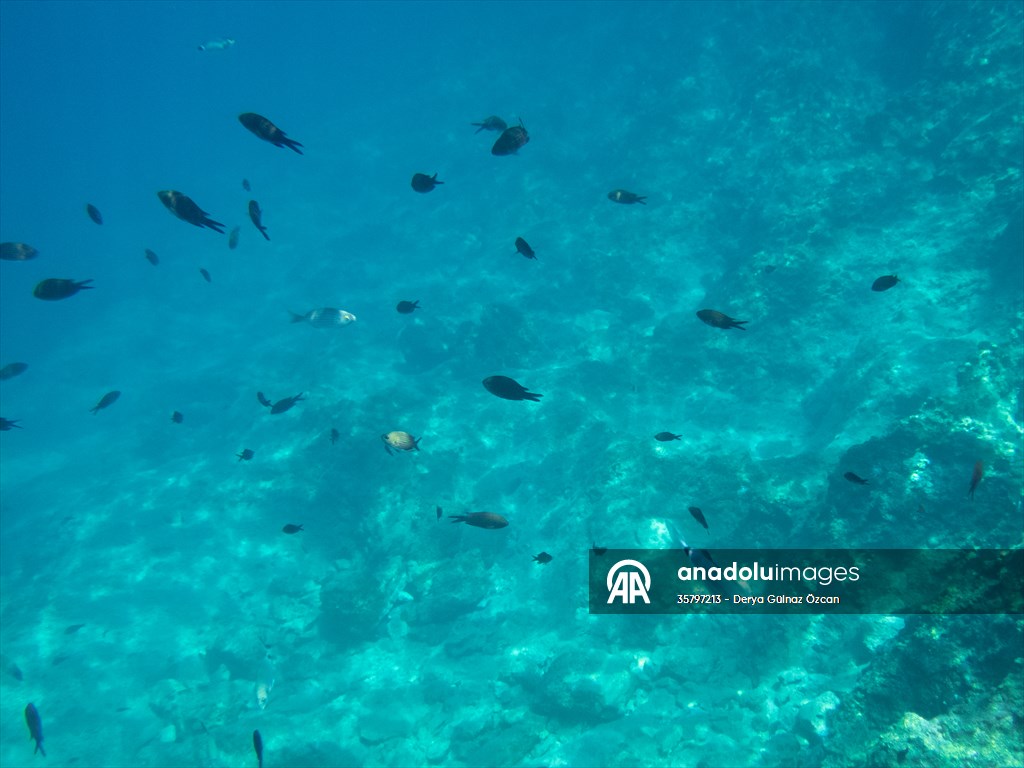 İklim krizi ve insan etkisiyle Kızıldeniz'den Akdeniz'e geçen türler doğa için tehdit