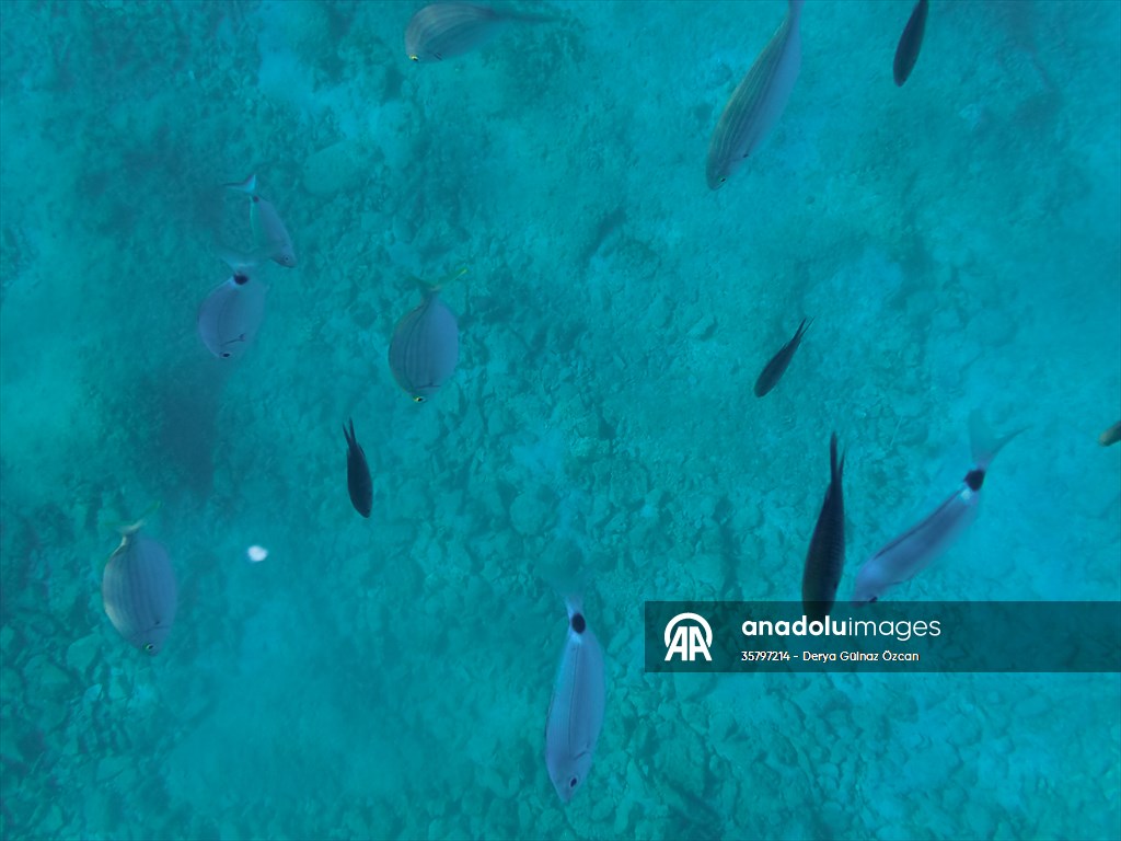 İklim krizi ve insan etkisiyle Kızıldeniz'den Akdeniz'e geçen türler doğa için tehdit