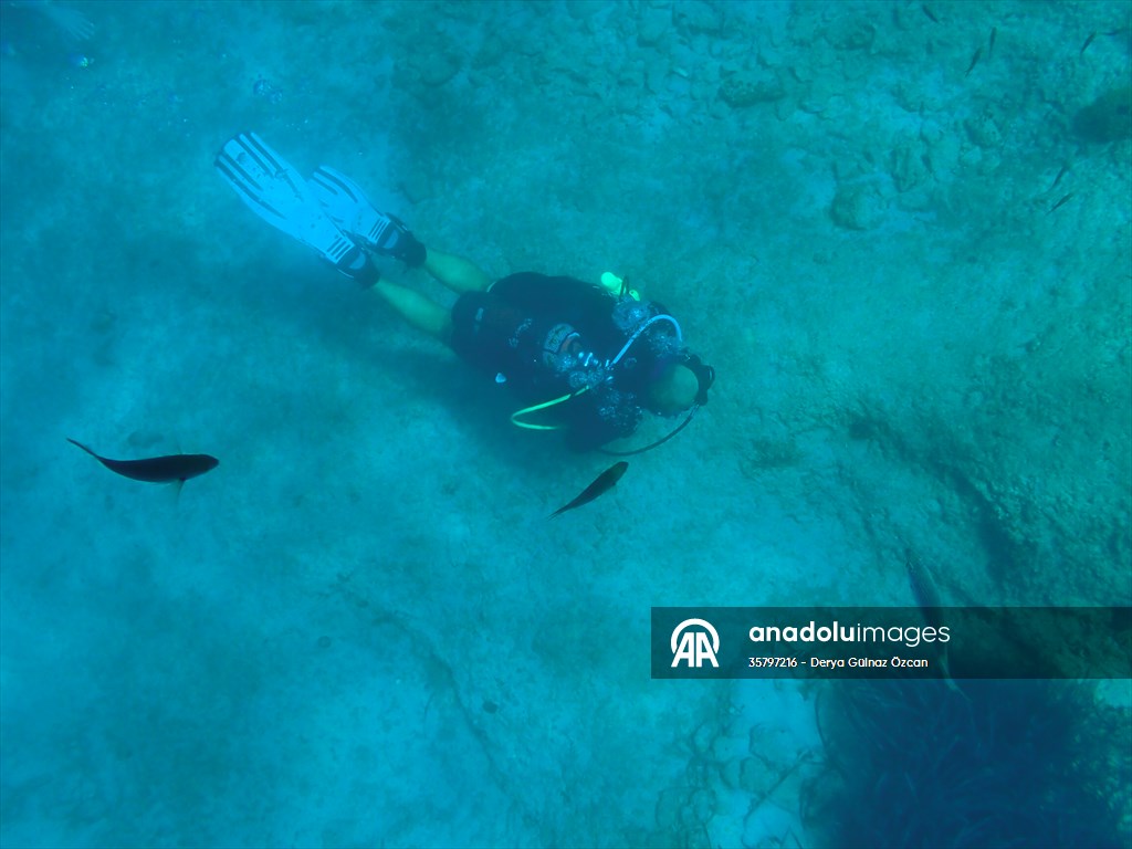 İklim krizi ve insan etkisiyle Kızıldeniz'den Akdeniz'e geçen türler doğa için tehdit