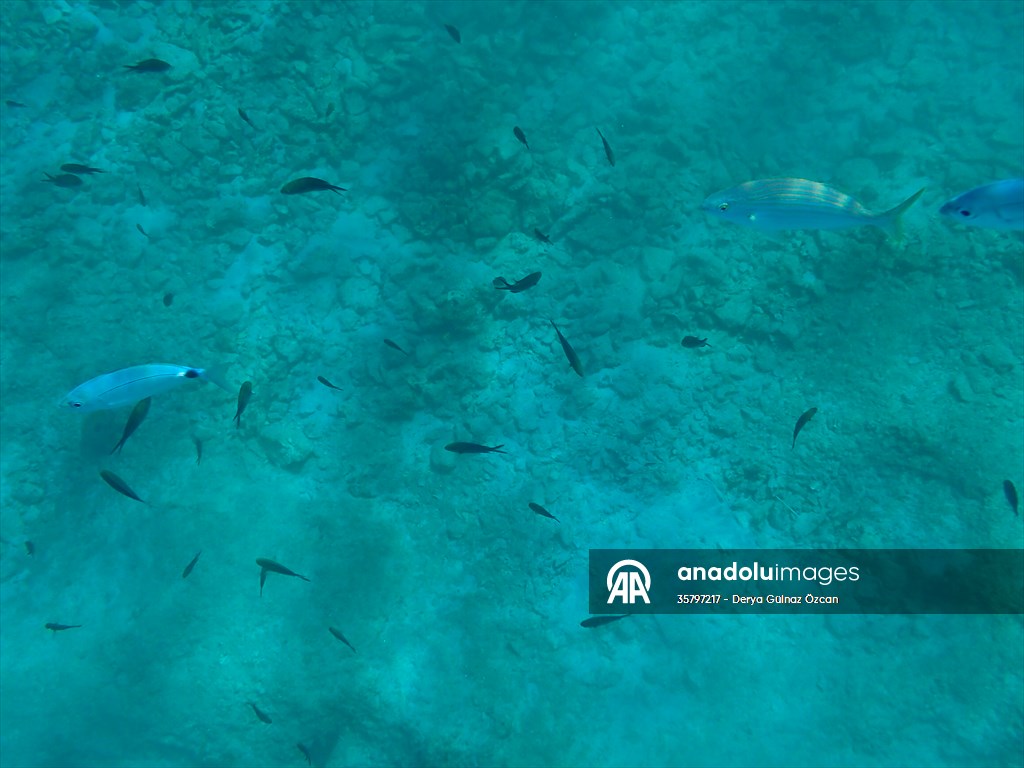 İklim krizi ve insan etkisiyle Kızıldeniz'den Akdeniz'e geçen türler doğa için tehdit