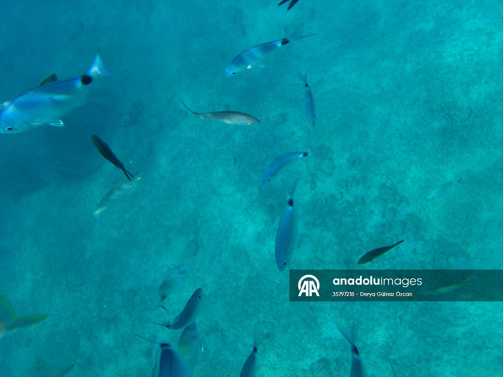 İklim krizi ve insan etkisiyle Kızıldeniz'den Akdeniz'e geçen türler doğa için tehdit