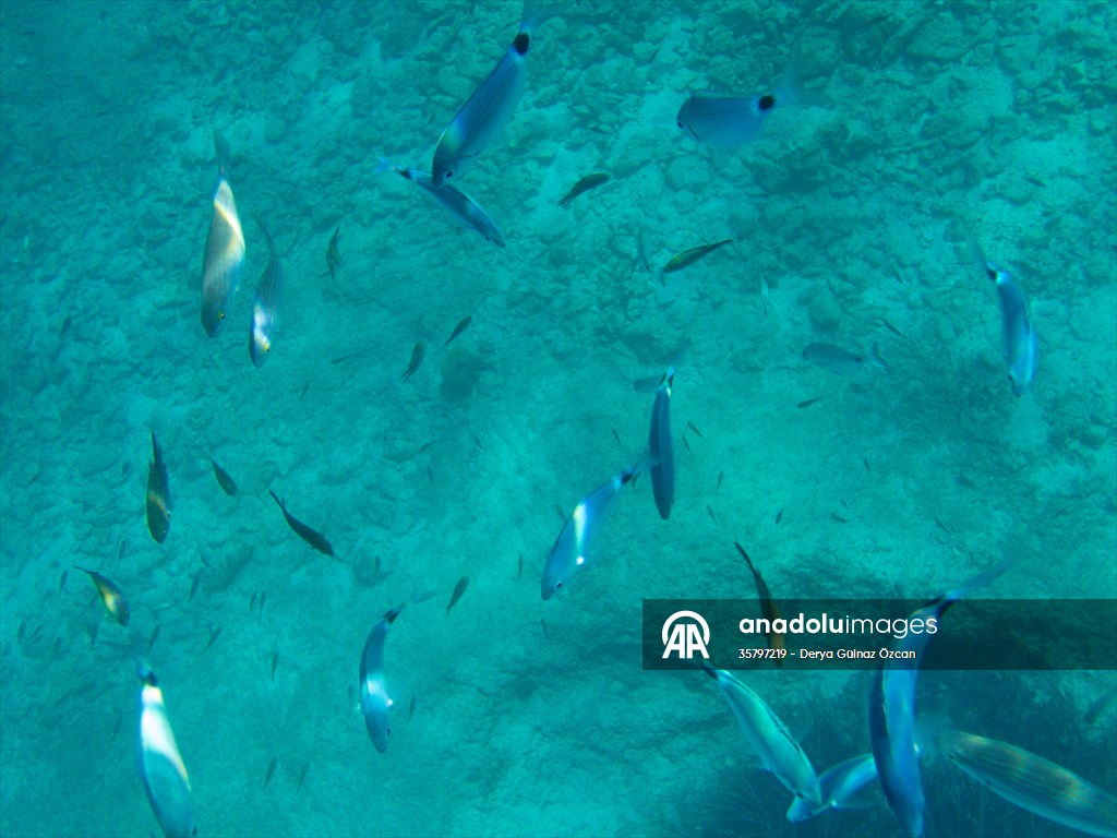 İklim krizi ve insan etkisiyle Kızıldeniz'den Akdeniz'e geçen türler doğa için tehdit