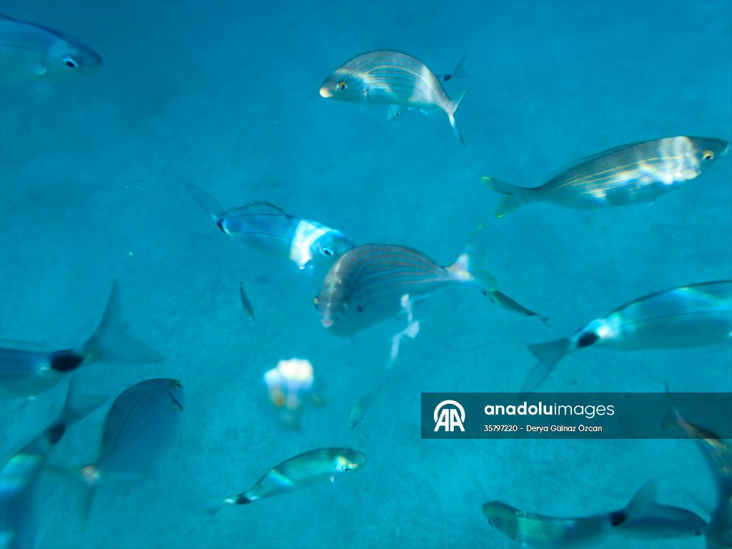 İklim krizi ve insan etkisiyle Kızıldeniz'den Akdeniz'e geçen türler doğa için tehdit