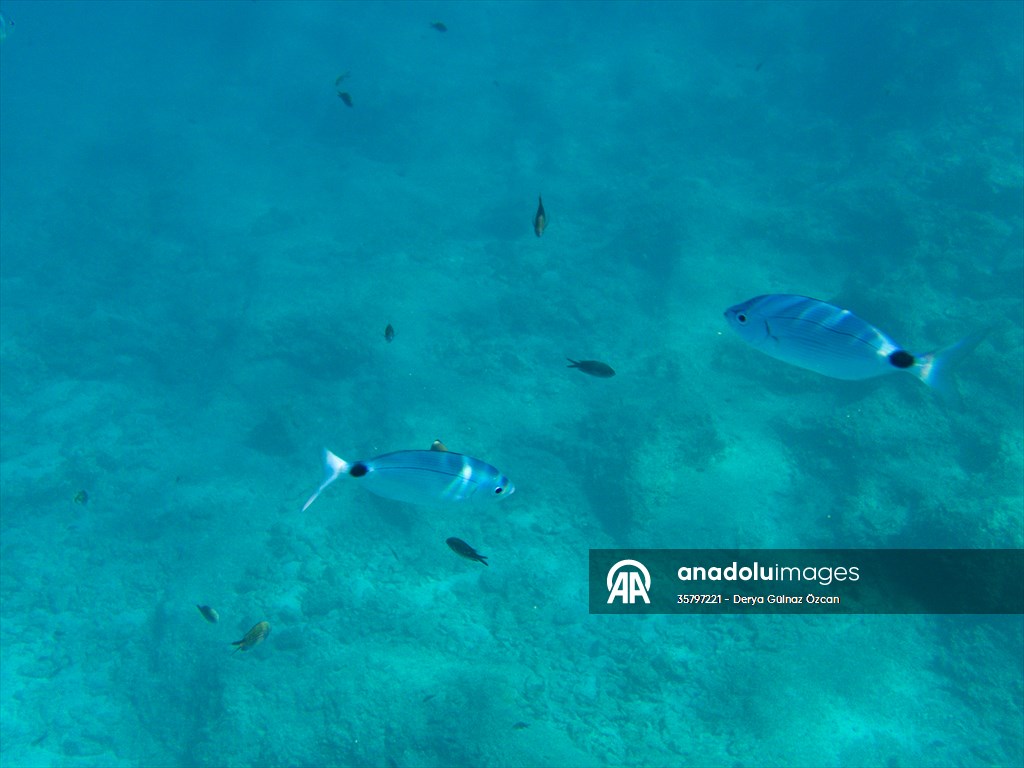 İklim krizi ve insan etkisiyle Kızıldeniz'den Akdeniz'e geçen türler doğa için tehdit