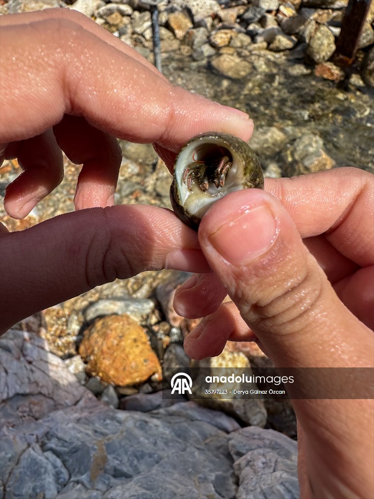 İklim krizi ve insan etkisiyle Kızıldeniz'den Akdeniz'e geçen türler doğa için tehdit