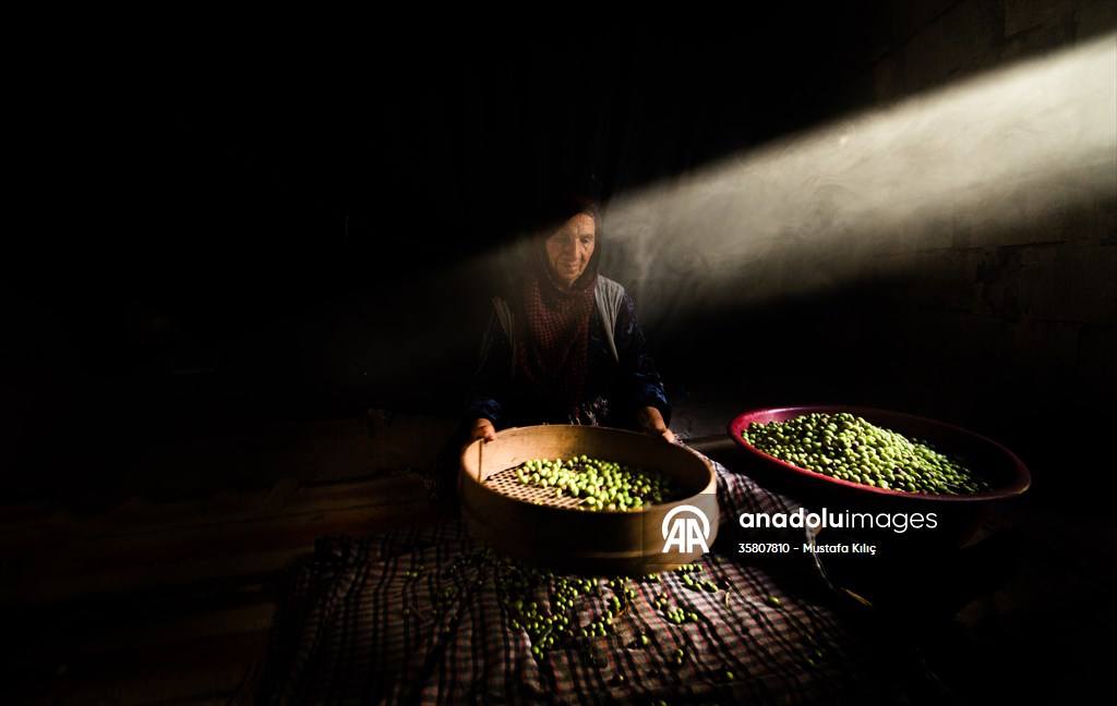 Olive harvest starts in Turkiye's Mardin