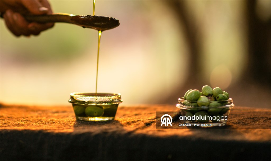 Olive harvest starts in Turkiye's Mardin