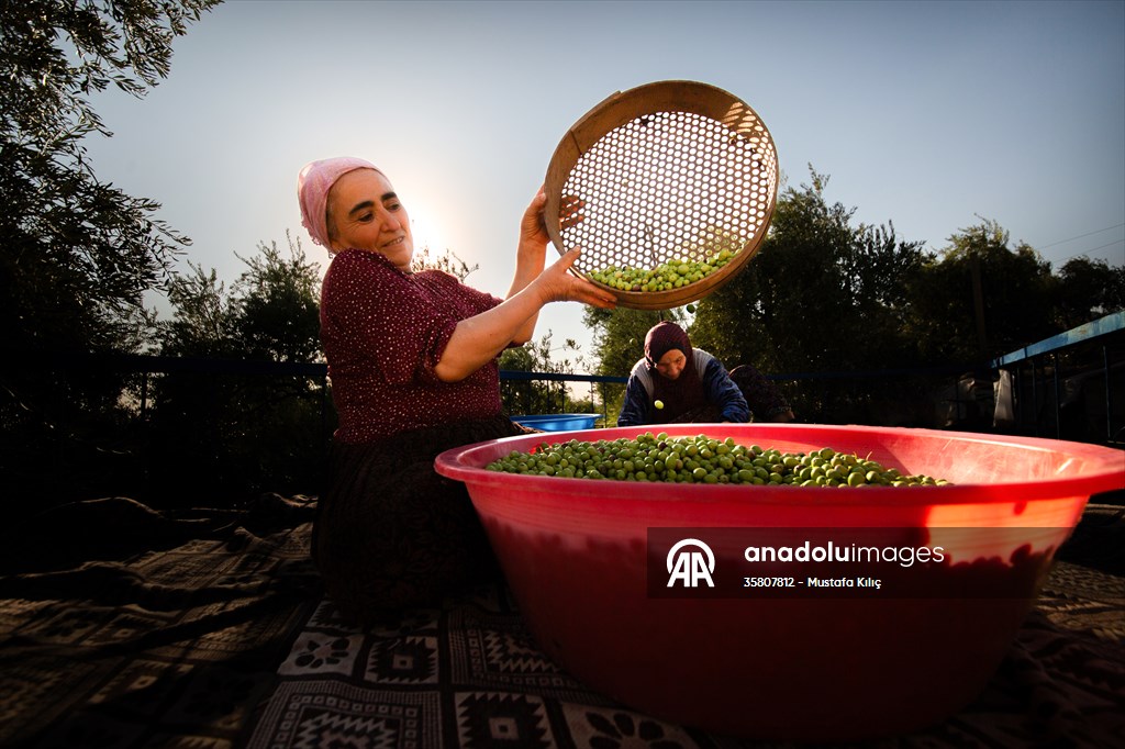 Olive harvest starts in Turkiye's Mardin