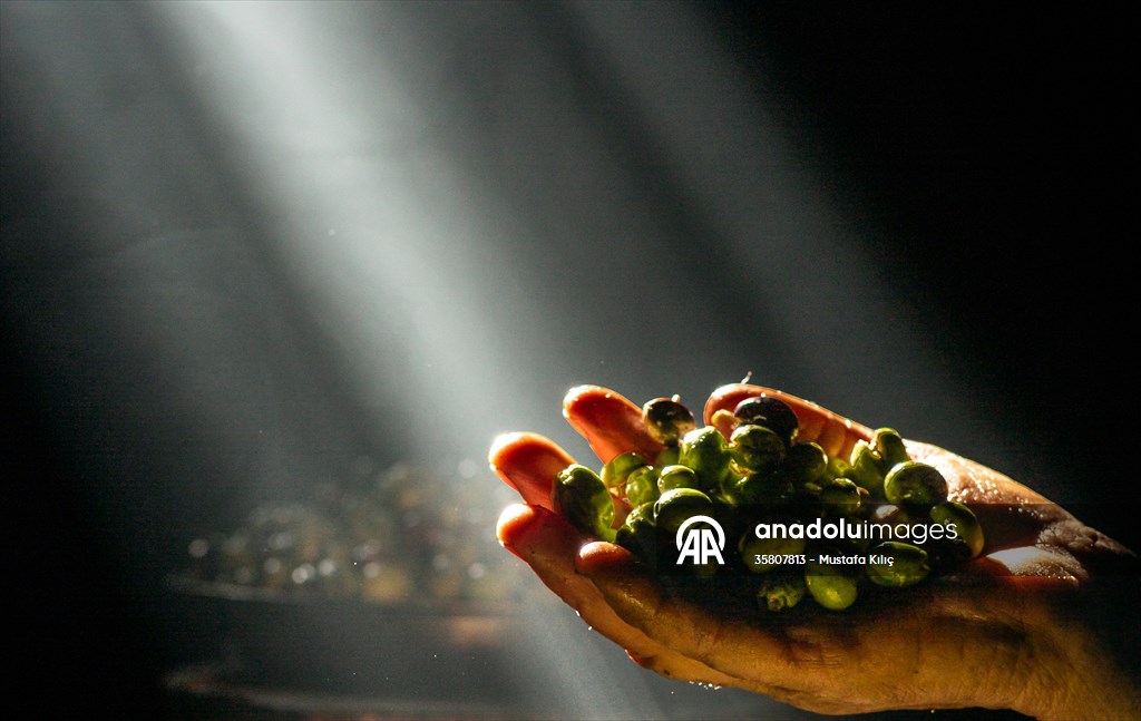 Olive harvest starts in Turkiye's Mardin