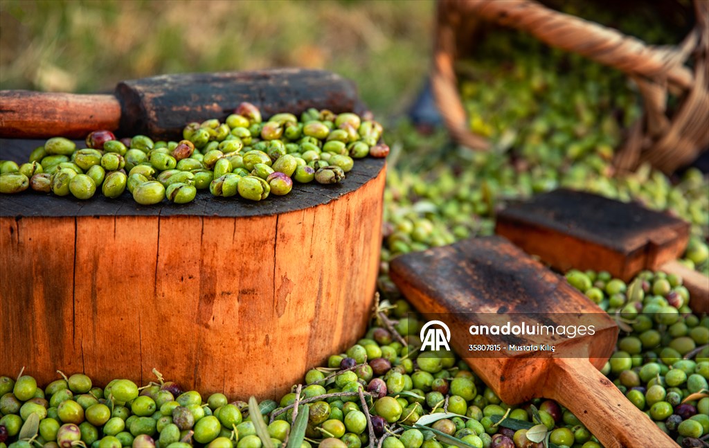 Olive harvest starts in Turkiye's Mardin